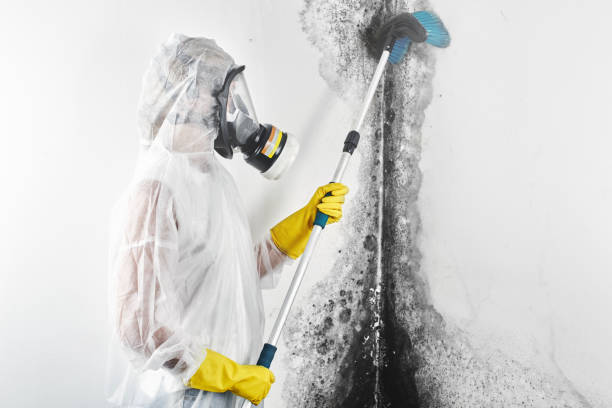 Best Dehumidification Services  in Sevierville, TN